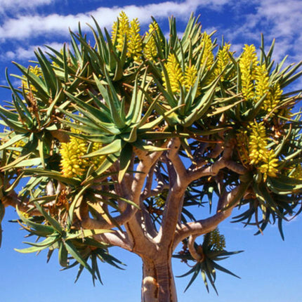 Nasiona Drzewa Kołczanowego - Aloe Dichotoma