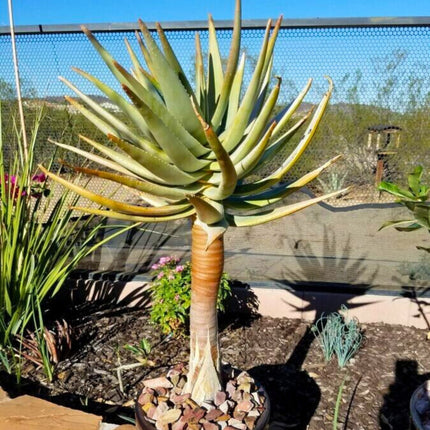 Nasiona Drzewa Kołczanowego - Aloe Dichotoma