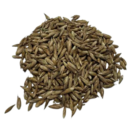 Nasiona Bambusa Białego - Dendrocalamus Membranaceus