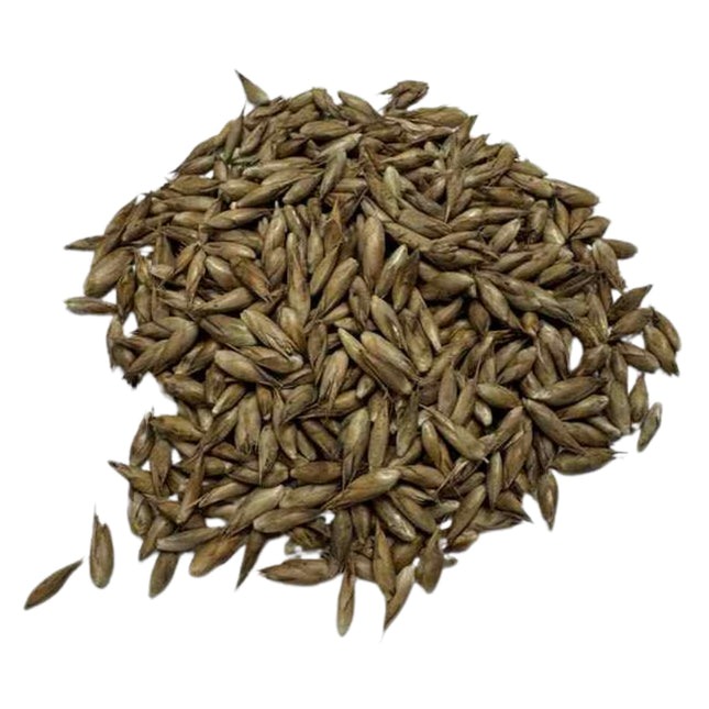 Nasiona Bambusa Białego - Dendrocalamus Membranaceus