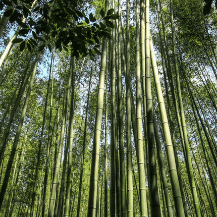 Nasiona Bambusa Białego - Dendrocalamus Membranaceus