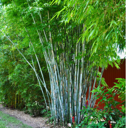 Nasiona Bambusa Białego - Dendrocalamus Membranaceus