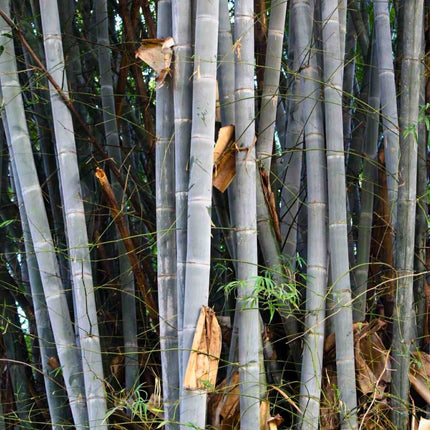 Nasiona Bambusa Białego - Dendrocalamus Membranaceus