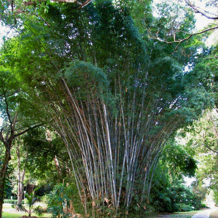 Nasiona Bambusa Białego - Dendrocalamus Membranaceus