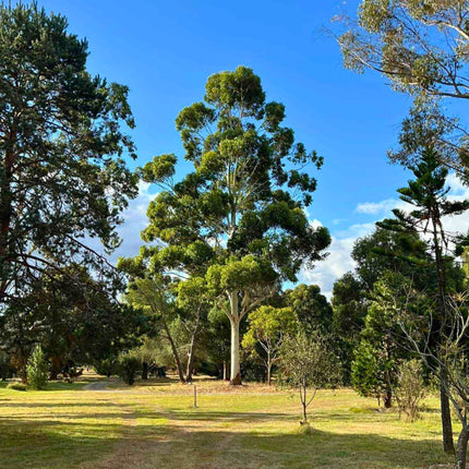 Nasiona Eukaliptusa Wielkiego - Eucalyptus Grandis