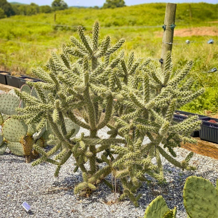 Nasiona Cylindropuncji Walcowatej - Cylindropuntia Spinosior
