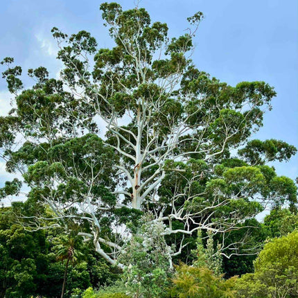 Nasiona Eukaliptusa Wielkiego - Eucalyptus Grandis