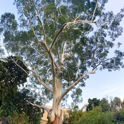 Nasiona Eukaliptusa Wielkiego - Eucalyptus Grandis
