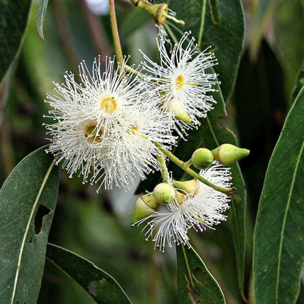 Nasiona Eukaliptusa Wielkiego - Eucalyptus Grandis