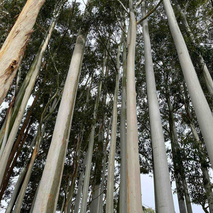 Nasiona Eukaliptusa Wielkiego - Eucalyptus Grandis