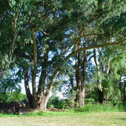 Nasiona Eukaliptusa Wielkiego - Eucalyptus Grandis