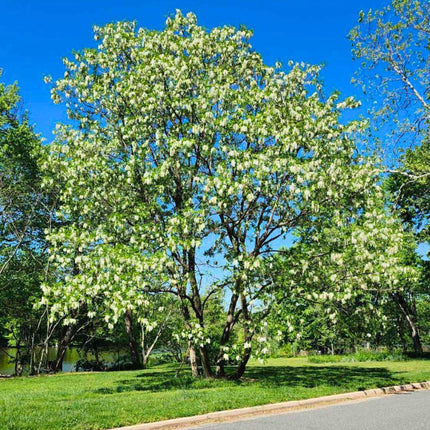Nasiona Robinii Akacjowej - Robinia Pseudoacacia