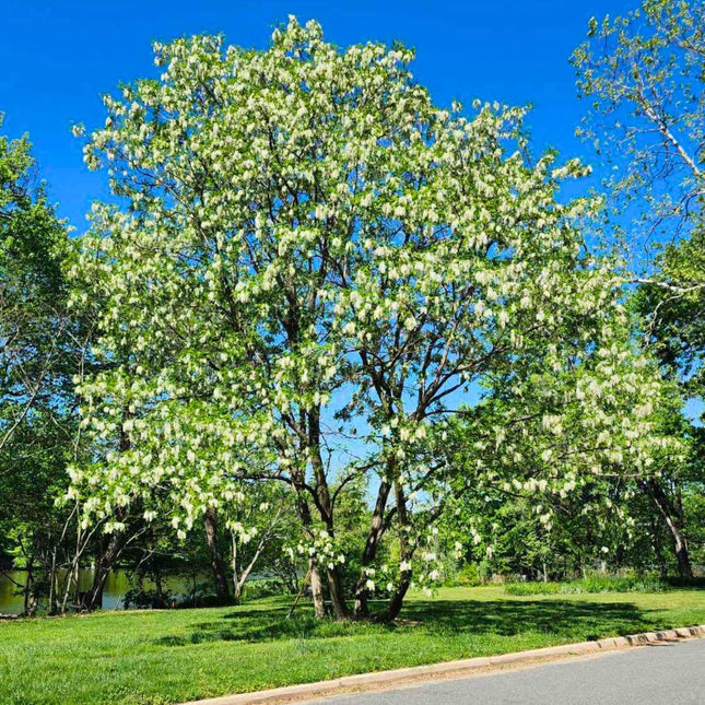 Nasiona Robinii Akacjowej - Robinia Pseudoacacia