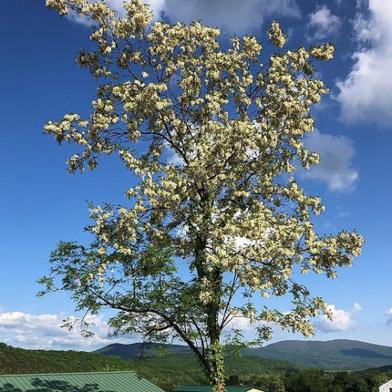 Nasiona Robinii Akacjowej - Robinia Pseudoacacia
