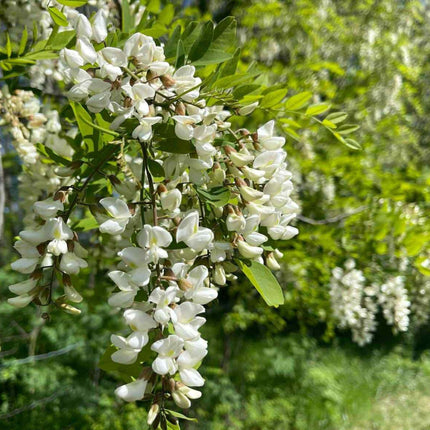 Nasiona Robinii Akacjowej - Robinia Pseudoacacia