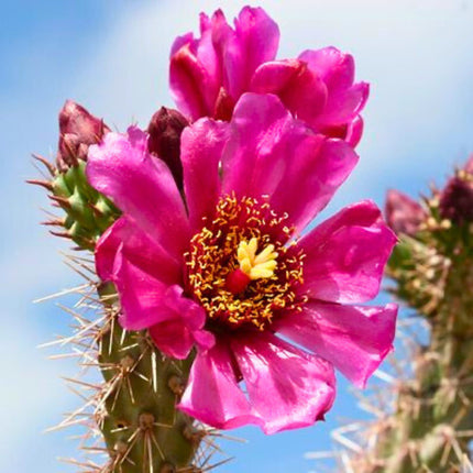 Nasiona Cylindropuncji Walcowatej - Cylindropuntia Spinosior
