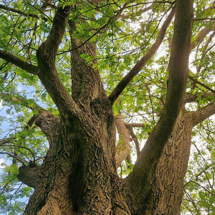Nasiona Robinii Akacjowej - Robinia Pseudoacacia