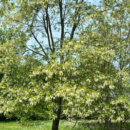 Nasiona Robinii Akacjowej - Robinia Pseudoacacia