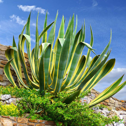 Nasiona Agawy Amerykańskiej Marginata - Agave Americana Marginata