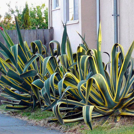 Nasiona Agawy Amerykańskiej Marginata - Agave Americana Marginata
