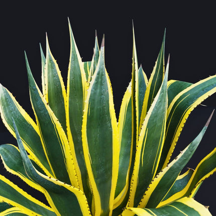 Nasiona Agawy Amerykańskiej Marginata - Agave Americana Marginata