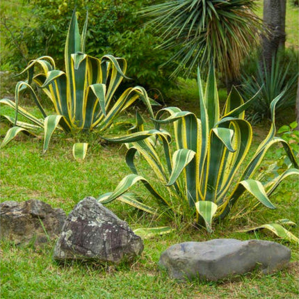 Nasiona Agawy Amerykańskiej Marginata - Agave Americana Marginata