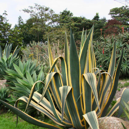 Nasiona Agawy Amerykańskiej Marginata - Agave Americana Marginata