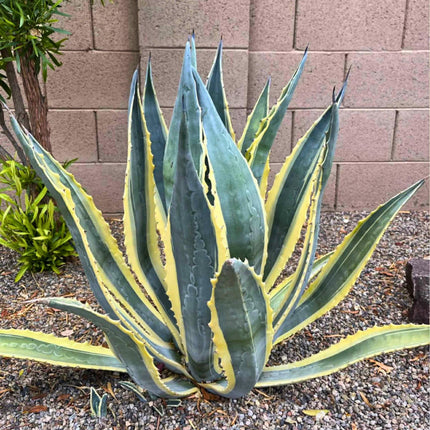 Nasiona Agawy Amerykańskiej Marginata - Agave Americana Marginata