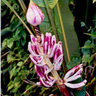 Nasiona Bananowca Bagiennego (Musa campestris)