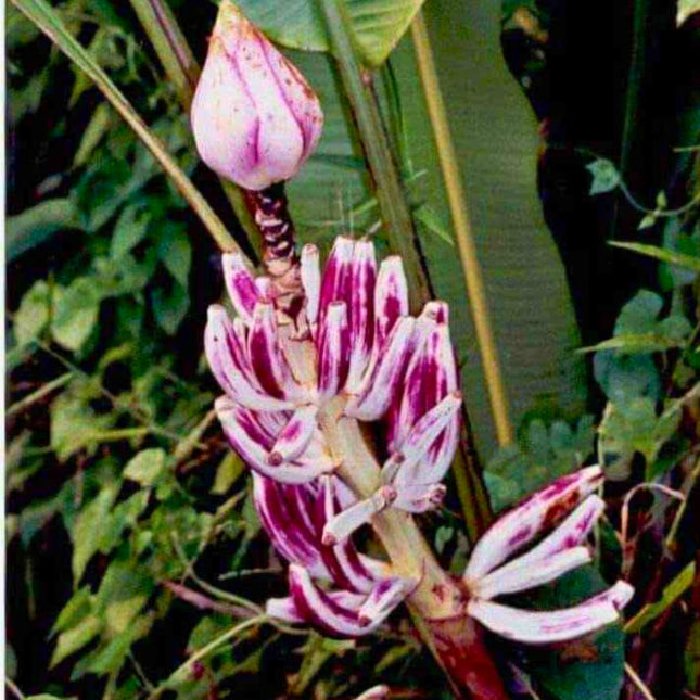 Nasiona Bananowca Bagiennego - Musa Campestris