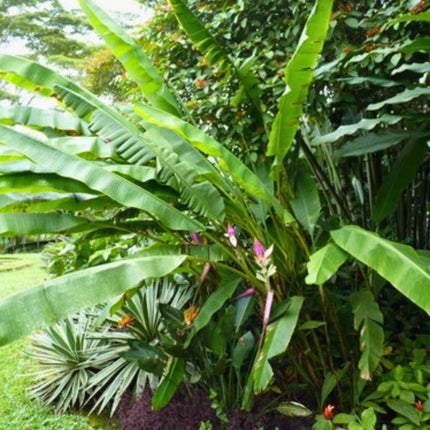 Nasiona Bananowca Bagiennego - Musa Campestris