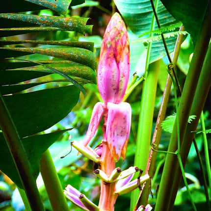 Nasiona Bananowca Bagiennego - Musa Campestris
