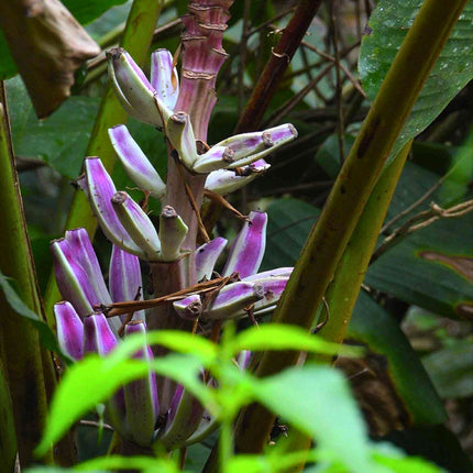 Nasiona Bananowca Bagiennego - Musa Campestris