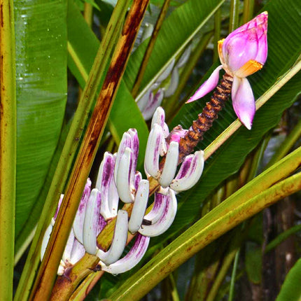 Nasiona Bananowca Bagiennego - Musa Campestris