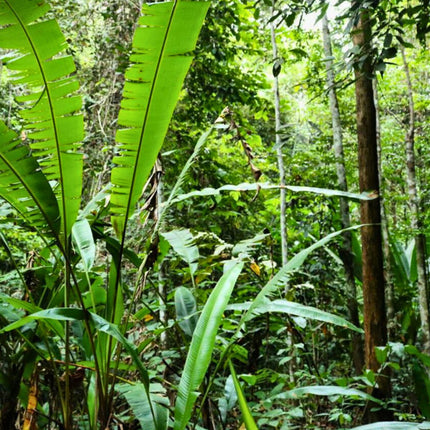 Nasiona Bananowca Bagiennego - Musa Campestris
