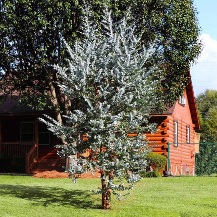 Nasiona Eukaliptusa Srebrzystolistnego - Eucalyptus Pulverulenta