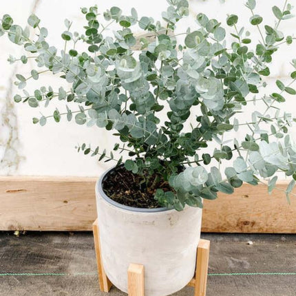 Nasiona Eukaliptusa Srebrzystolistnego - Eucalyptus Pulverulenta