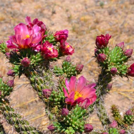 Nasiona Cylindropuncji Walcowatej - Cylindropuntia Spinosior