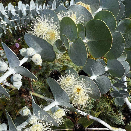 Nasiona Eukaliptusa Srebrzystolistnego - Eucalyptus Pulverulenta