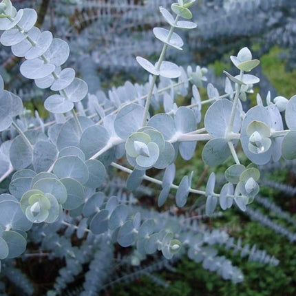 Nasiona Eukaliptusa Srebrzystolistnego - Eucalyptus Pulverulenta