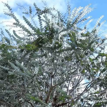 Nasiona Eukaliptusa Srebrzystolistnego - Eucalyptus Pulverulenta