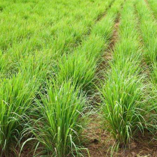 Nasiona Trawy Limonkowej - Cymbopogon Nardus