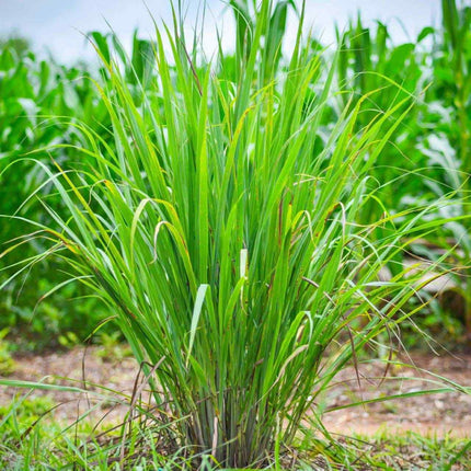 Nasiona Trawy Limonkowej - Cymbopogon Nardus