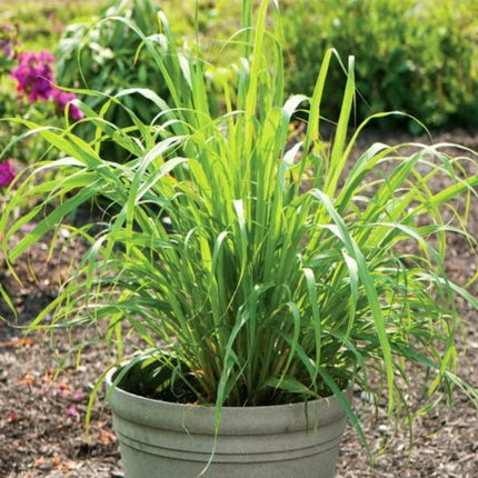 Nasiona Trawy Limonkowej - Cymbopogon Nardus