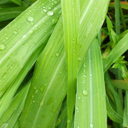 Nasiona Trawy Limonkowej - Cymbopogon Nardus