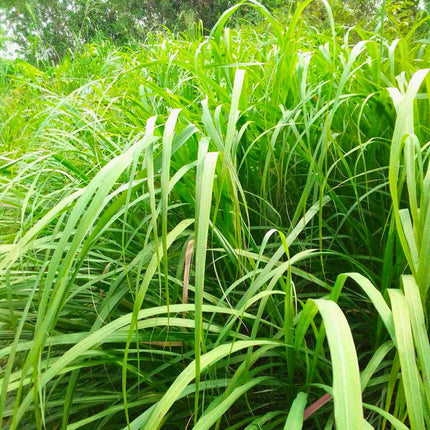 Nasiona Trawy Limonkowej - Cymbopogon Nardus