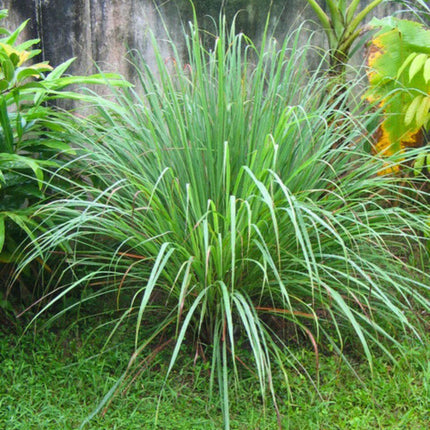 Nasiona Trawy Limonkowej - Cymbopogon Nardus