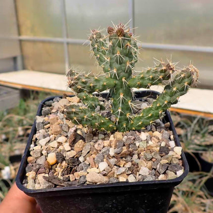 Nasiona Cylindropuncji Walcowatej - Cylindropuntia Spinosior