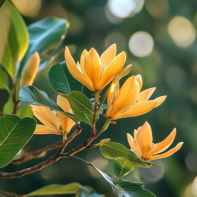 Nasiona Drzewa Radości - Magnolia Champaca