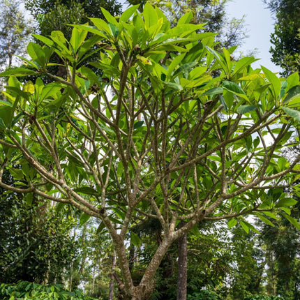 Nasiona Drzewa Radości - Magnolia Champaca